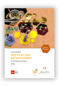 Wie tickt das Bienengehirn