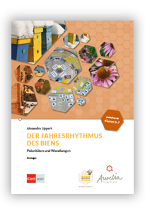 Jahresrhythmus der Biene