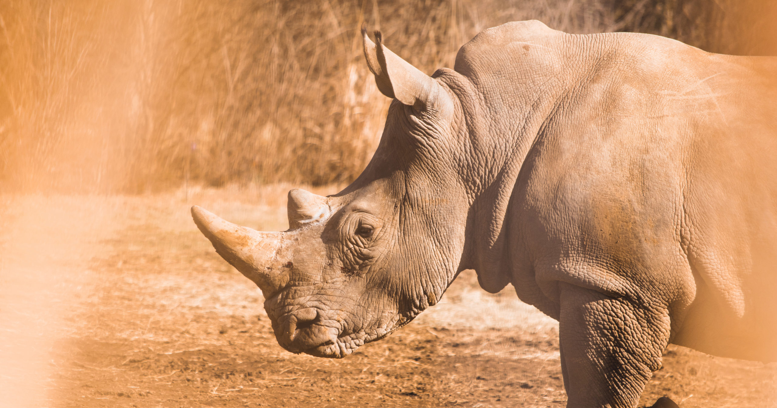 Nashorn Ende der Evolution
