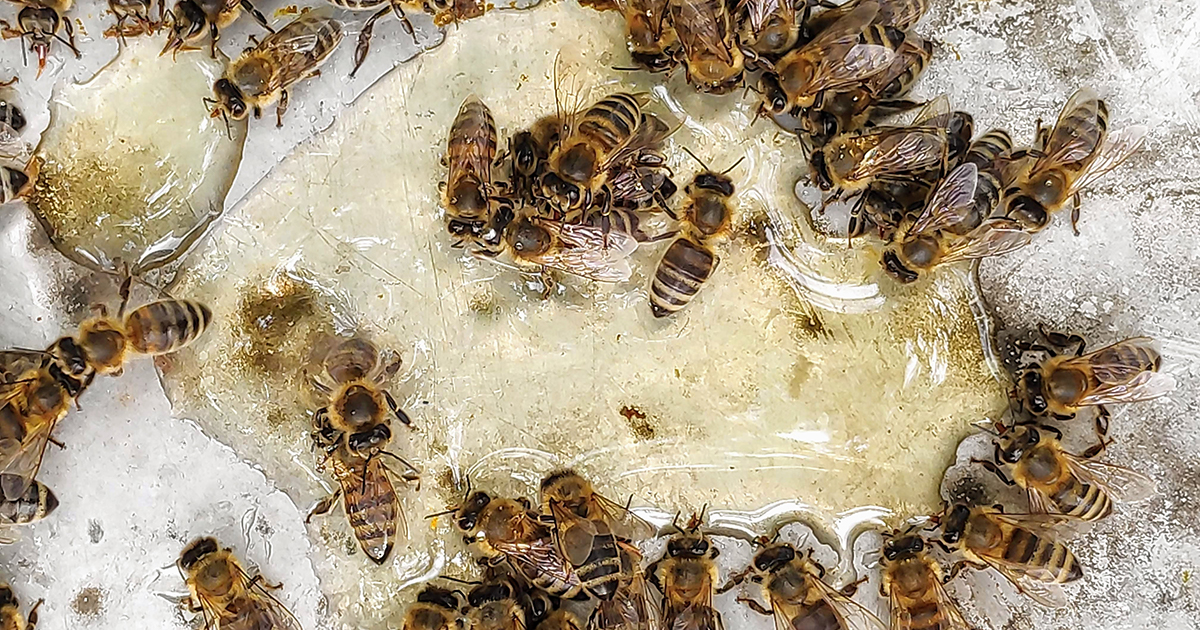 Honey Bees