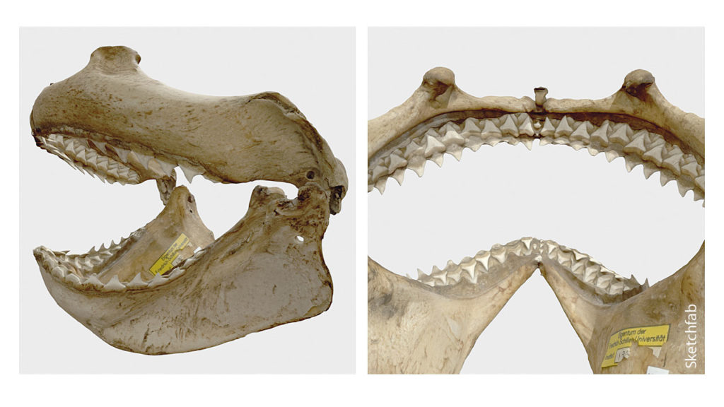 Beispiel eines der ersten digitalisierten Modelle aus der Sammlung der AG Biologiedidaktik, Friedrich-Schiller Universität Jena