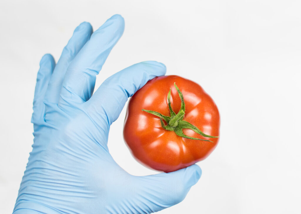 Forscherhand, die eine Tomate hält