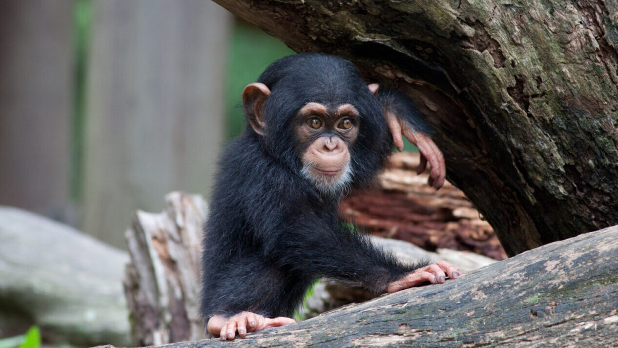 Junger Affe sitzt lässig auf einem Baum