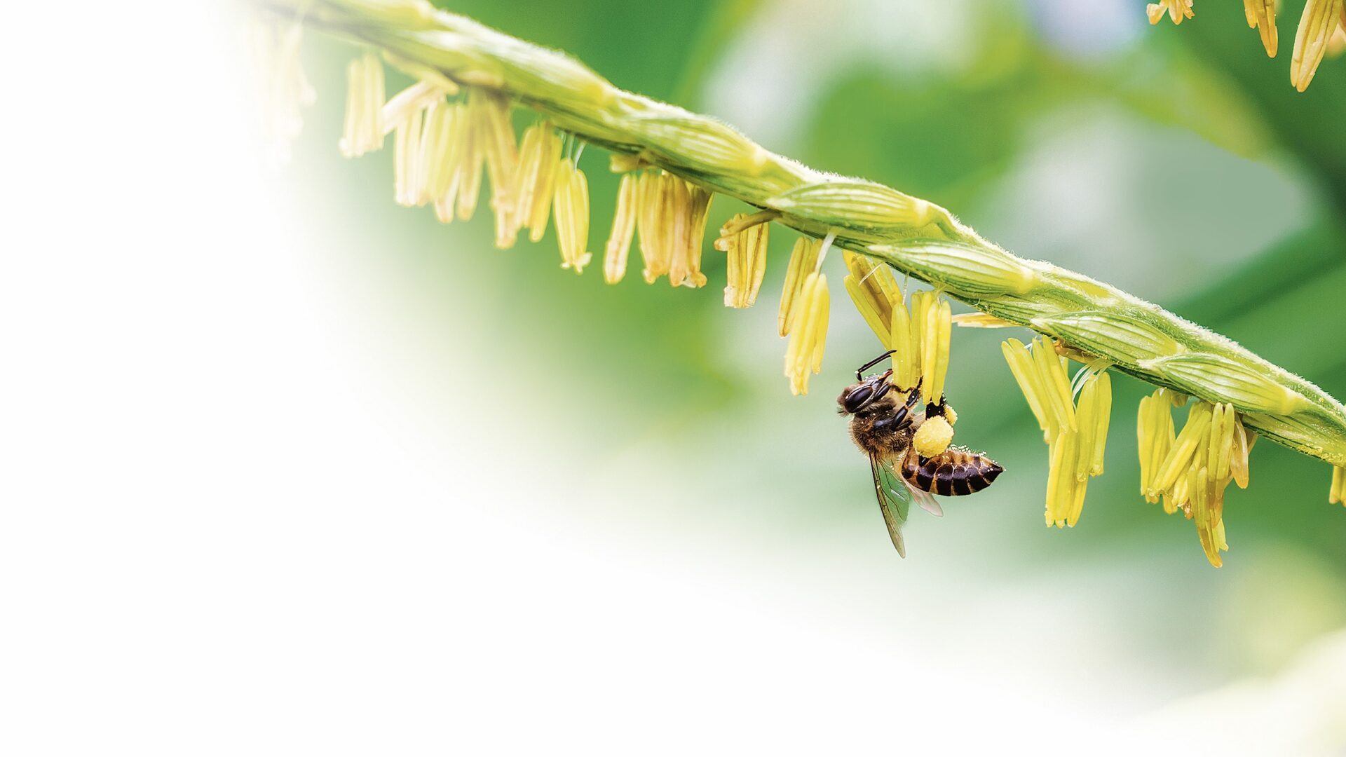 Biene hängt an einer gelben Blüte